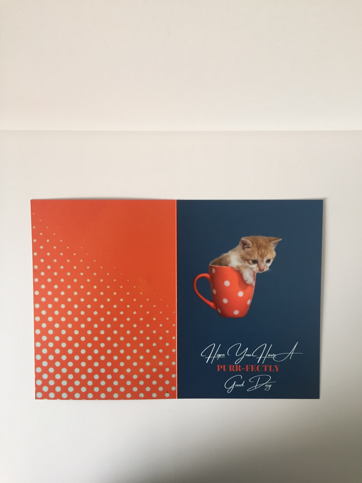 Purr-fectly Good Day 5x7 B-Day card.